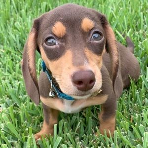 Meet your Posher, Isabella